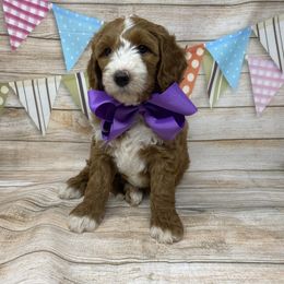Goldendoodle Puppies from Curlydoodles