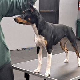 Rat Terriers from Far North Rat Terriers