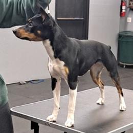 Rat Terriers from Far North Rat Terriers