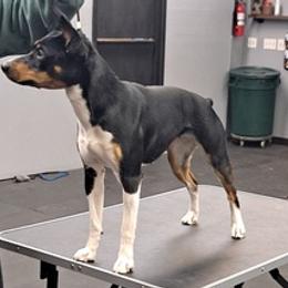 Rat Terriers from Far North Rat Terriers