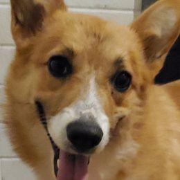 Jackpot - Pembroke Welsh Corgi