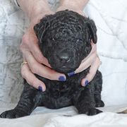 Curly-Coated Retriever Puppies from The Thompsons in Partnership with Podunk CCRs