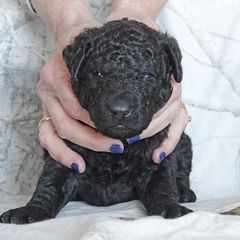 Curly-Coated Retriever Puppies from The Thompsons in Partnership with Podunk CCRs