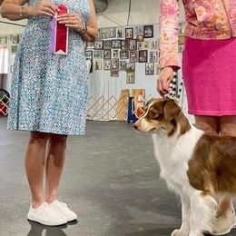 Cheyenne - Australian Shepherd