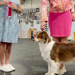 Cheyenne - Australian Shepherd