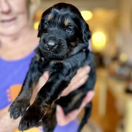 Bernedoodle, Goldendoodle, and Poodle Puppies from Elevated Standards NC