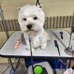 West Highland White Terrier All Grown Up from Dixieland Westies