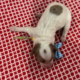 Honey Pot - Parti female Goldendoodle puppy in Camden, North Carolina from Oopsie Doodles of NC