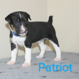 Patriot - White black and tan male Rat Terrier puppy in Sharon, Ohio from Forest Grove Rat Terriers