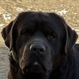 Jed - Labrador Retriever