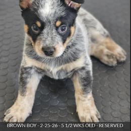 AKC Champion Bloodline Australian Cattle Dog - Brown Collar Boy - Blue male Australian Cattle Dog puppy in Cassatt, South Carolina from B & E Farms