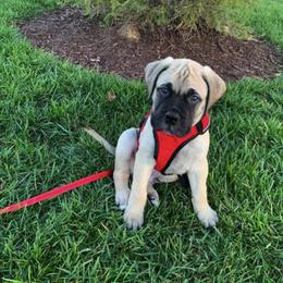 Bullmastiff Puppies from Bristol Hills Bullmastiff