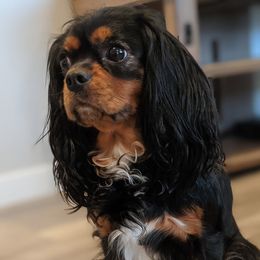 Eloise - Cavalier King Charles Spaniel