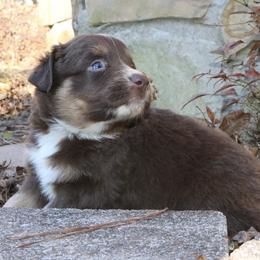 Toji - Red tri-color male Australian Shepherd puppy in Macon, Georgia from Shaina’s Shepherds