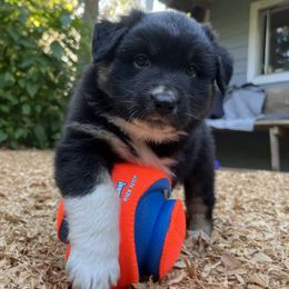 Florence - Black & white Australian Shepherd puppy in Washington from The Joyful Australian Shepherd