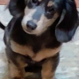 Dachshund Puppies from GretaLo Dachshunds
