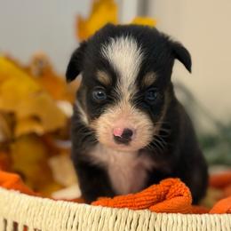 Tate - Black tri male Toy Australian Shepherd puppy in Ambrose, Georgia from Brandilyn's Aussies