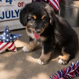 Gunner - Black tri-color male Australian Shepherd puppy in Harrah, Oklahoma from Kamm's Aussies