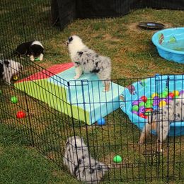 Australian Shepherd Puppies from Larkwood Australian Shepherds