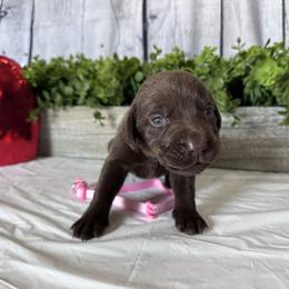 Pink - Chocolate female Labrador Retriever puppy in Newton Grove, North Carolina from Wayalife Labradors & Gsp’s