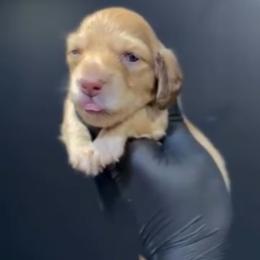 Icy - Cream male Dachshund puppy in Santa Ana, California from Make Dachshunds Great Again