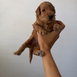Boy 3 - Red male Labradoodle puppy in Shingle Springs, California from California Double Doodles