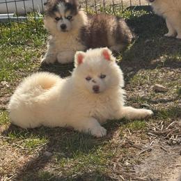 Lila - White female Pomsky puppy in Bucyrus, Missouri from Hill Top Pomskies