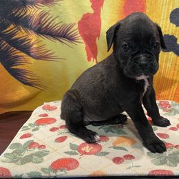 Remi-RESERVED - Brindle Boxer puppy in Taft, Tennessee from Hillbillie Boxers