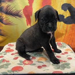 Remi-RESERVED - Brindle Boxer puppy in Taft, Tennessee from Hillbillie Boxers