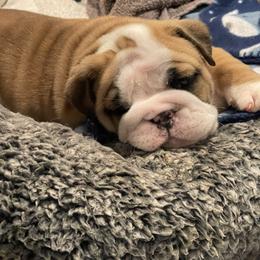 Boy 1 - Fawn male Bulldog puppy in Mount Airy, North Carolina from PrimeCut Bulldogs