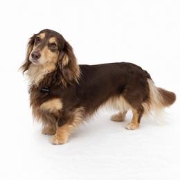 Fischer - Dachshund