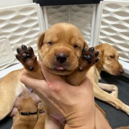 Valour Blue Collar - Yellow male Labrador Retriever puppy in Elloree, South Carolina from Moonlight Kennels LLC