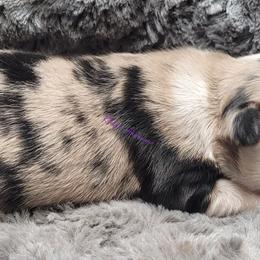April - Blue merle female Miniature Australian Shepherd puppy in Deer Park, Washington from Rodeo Aussies