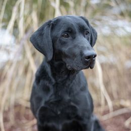 Zoey - Labrador Retriever