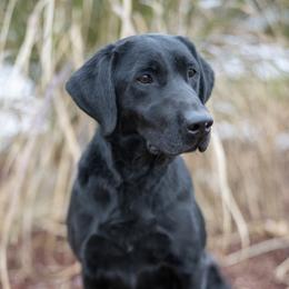 Zoey - Labrador Retriever