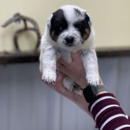 Girl 1 - Australian Cattle Dog puppy in Osceola, Iowa from 4C Cattle Dogs