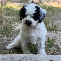 Daisy - Parti female Goldendoodle puppy in Monument, Colorado from Colorado Dreamin Doodles