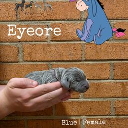 EYEORE - Blue female Weimaraner puppy in Ferrum, Virginia from LAAT Weims