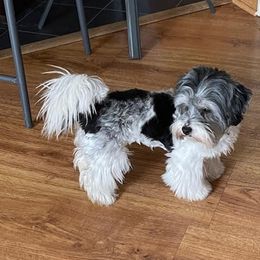Mindy - Yorkipoo