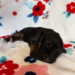 Fanta - Black and red female German Shepherd puppy in Coplay, Pennsylvania from By My Side Germans Shepherds & Dobermans