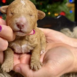 Cranberry - Red male Bernedoodle puppy in Tyner, Kentucky from Good Dog Doodles