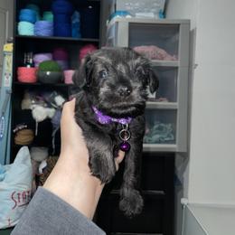 Miniature Schnauzer Puppies from Mini Schnauzers for Life