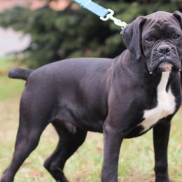 Boxers and Golden Retrievers from Shady Rill puppies
