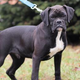 Boxers and Golden Retrievers from Shady Rill puppies