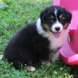 Hayes - Black tri-color male Australian Shepherd puppy in Kansas, Oklahoma from Windy G Farm