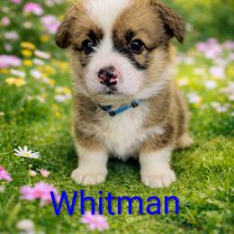 Whitman - Red male Pembroke Welsh Corgi puppy in Berkeley Springs, West Virginia from Hummingbird Farm
