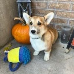 JIM BEAN - Red male Pembroke Welsh Corgi puppy in Payson, Utah from Blue Moon Farms