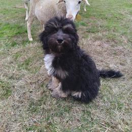 Australian Labradoodle Puppies from Golden Xpress Labradoodles