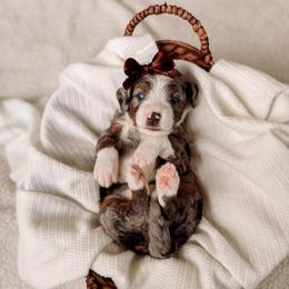 Orange - Tri-color female Bernedoodle puppy in Cold Spring, Minnesota from A.N.A. Doodles