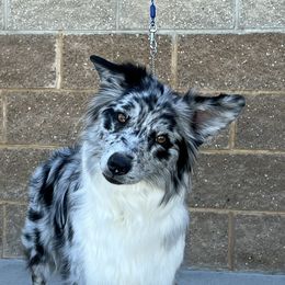 Bari - Australian Shepherd